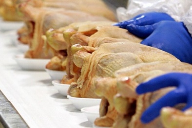 Thu hồi thịt gà nhiễm khuẩn Salmonella